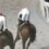 【速報】第52回北海優駿HⅠ　田中春美牧場さんの生産馬　パッションクライ号が優勝！！