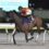 【速報】第8回ブリリアントカップＳⅢ　田上徹牧場生産馬　キングストンボーイ号が優勝！！